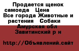 Продается щенок самоеда › Цена ­ 15 000 - Все города Животные и растения » Собаки   . Амурская обл.,Завитинский р-н